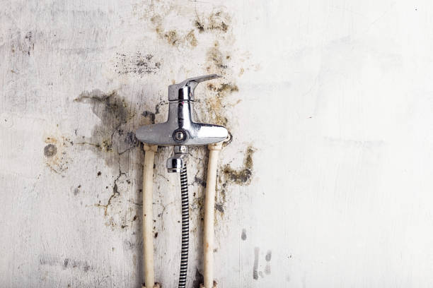 Best Professional Mold Removal  in Bartlett, TN
