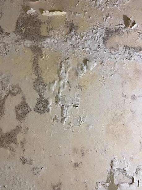 Best Attic Mold Removal  in Bartlett, TN