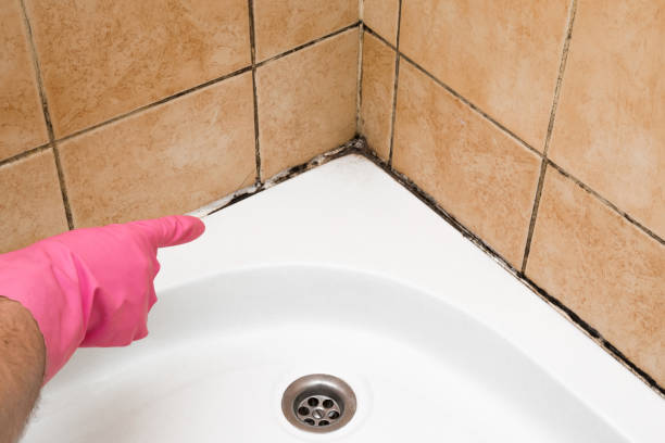 Mold Removal Process in Bartlett, TN